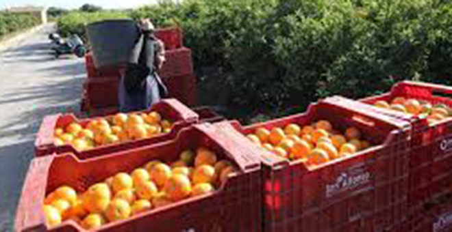 La crisis citrícola dispara las denuncias de los agricultores