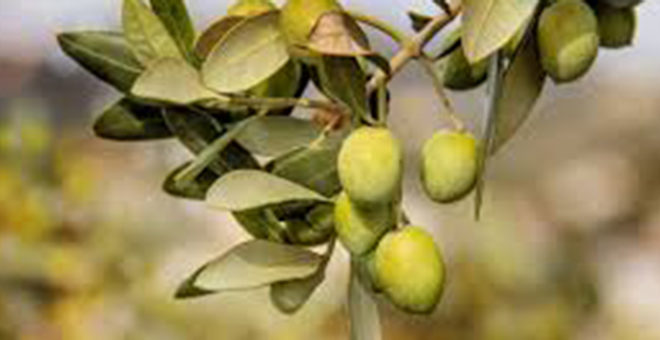 Una mala campaña de la aceituna