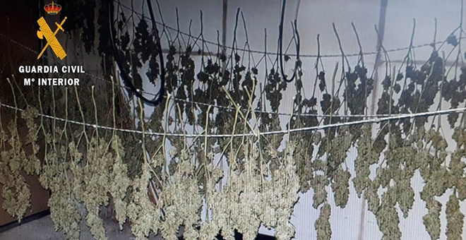 Liberadas 21 personas que estaban esclavizadas para cultivar marihuana