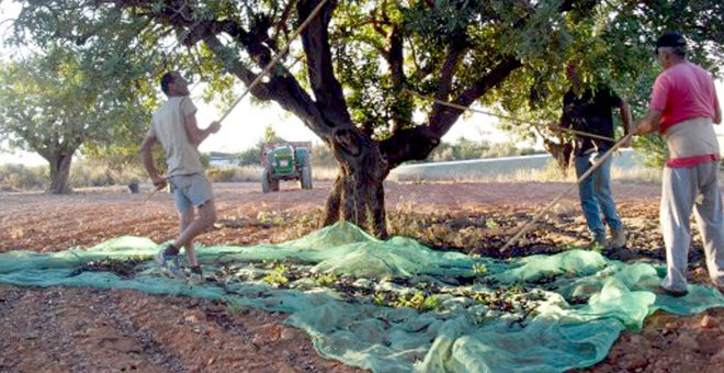 El cultivo de la garrofa está en auge