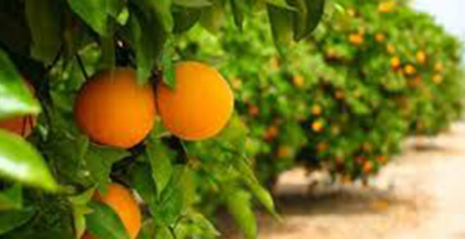 Los agricultores reciben menos por sus naranjas