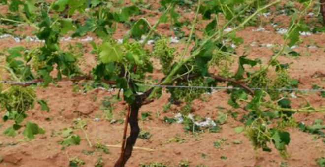 El granizo daña miles hectáreas en Utiel-Requena