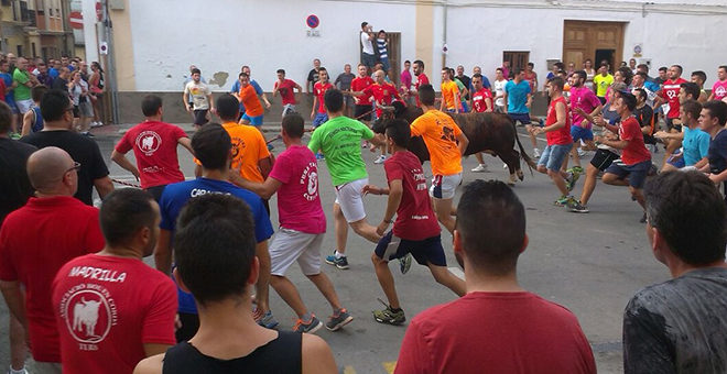 El Torico de Chiva, declarado Fiesta de Interés Turístico