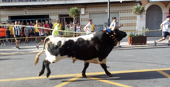 El toro en cuerda llena las calles de aficionados
