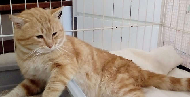Cheste invierte 4.000 euros en la esterilización de gatos