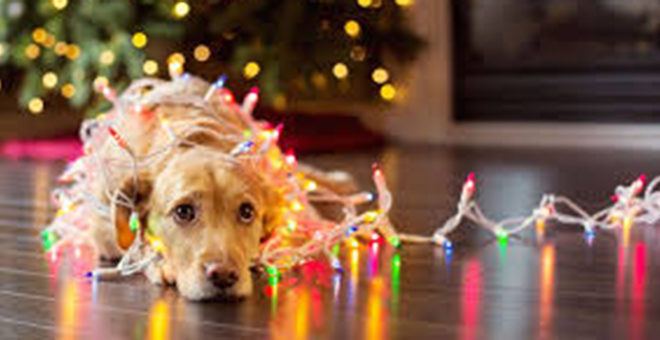 AVACU alerta de las deficiencias de las luces de Navidad