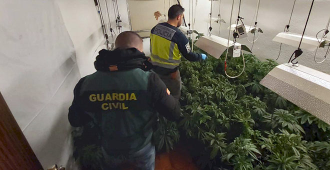 Desmantelada en Chiva una plantación de marihuana