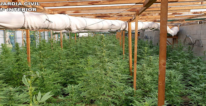 Desmantelan un cultivo Indoor de marihuana en Cheste