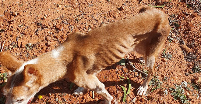 Investigan un presunto caso de maltrato animal en Cheste