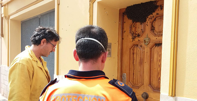 Los panales de abejas proliferan en Cheste