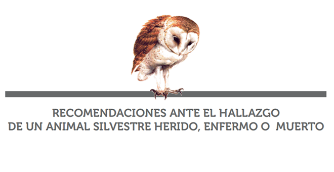 Recomendaciones ante el hallazgo de un animal silvestre herido, enfermo o muerto