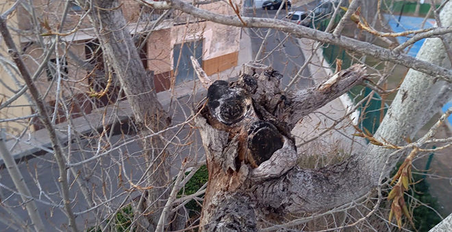 Continúan los trabajos de adecuación de la vegetación