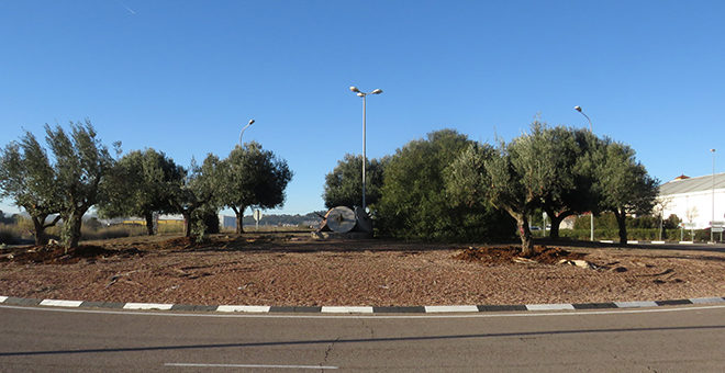 Reubicación de 7 olivos donados por un vecino