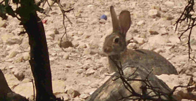 Actuaciones para disminuir la superpoblación de conejos