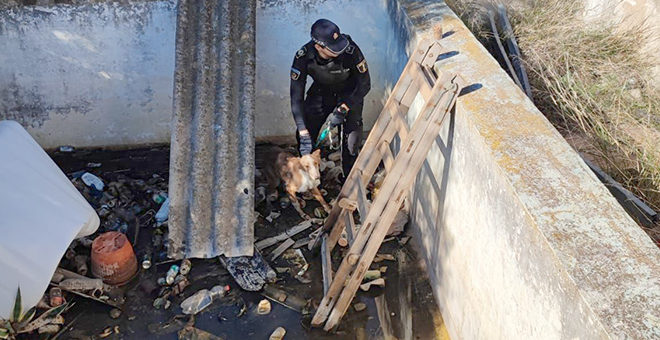 La Policía Local de Cheste rescata un perro moribundo