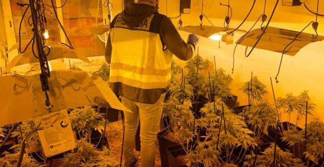 Desmantelan un laboratorio de marihuana en Chiva
