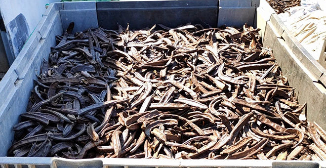 Localizada una caseta de campo usada como improvisado almacén de garrofas robadas