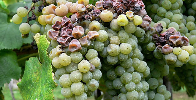 Crean un dispositivo que detecta la enfermedad de la podredumbre gris de la vid