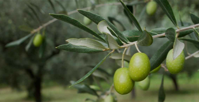 Comienzan a escasear los plantones de olivos en los viveros