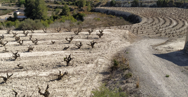 Históricas perdidas en el campo por la sequia