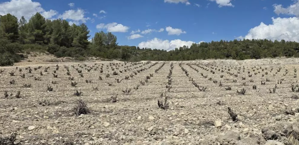 Históricas perdidas en el campo por la sequia – Bandú – Cheste