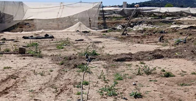 Un vivero de chiva sufre robos tras la Dana