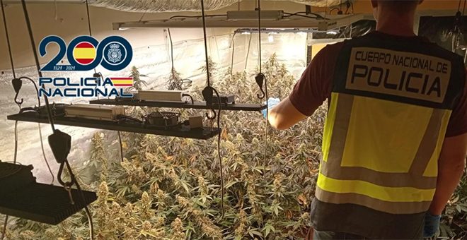 Desmantelada en Cheste una plantación de marihuana con 120 plantas