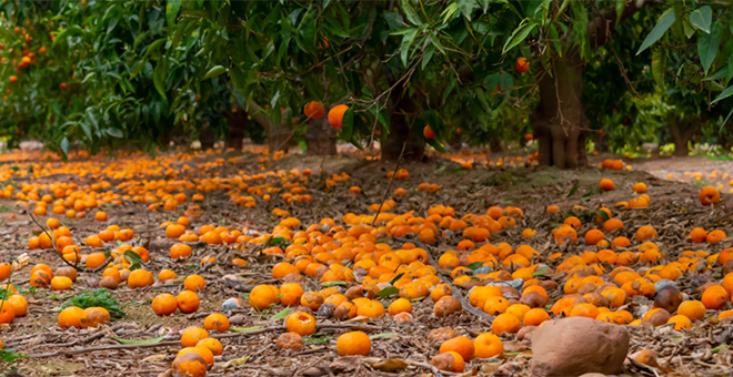 Más de 30 millones de pérdidas en el campo valenciano por el viento